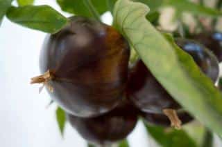 Black krim tomato growing on the plant