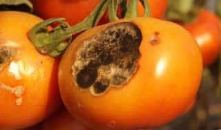 Tomato fruits aren't edible anymore when infected by early blight
