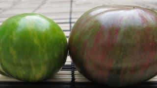 Black zebra tomato and green zebra tomato next to each other