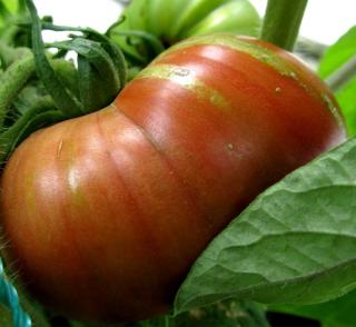 Black zebra tomato with green stripes forming