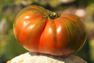 Black zebra tomato