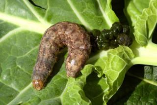 Large bollworm on a cabbage leaf with excrements