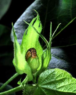 Treating against bollworm involves other predators