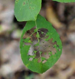 Symptoms include holes in leaves