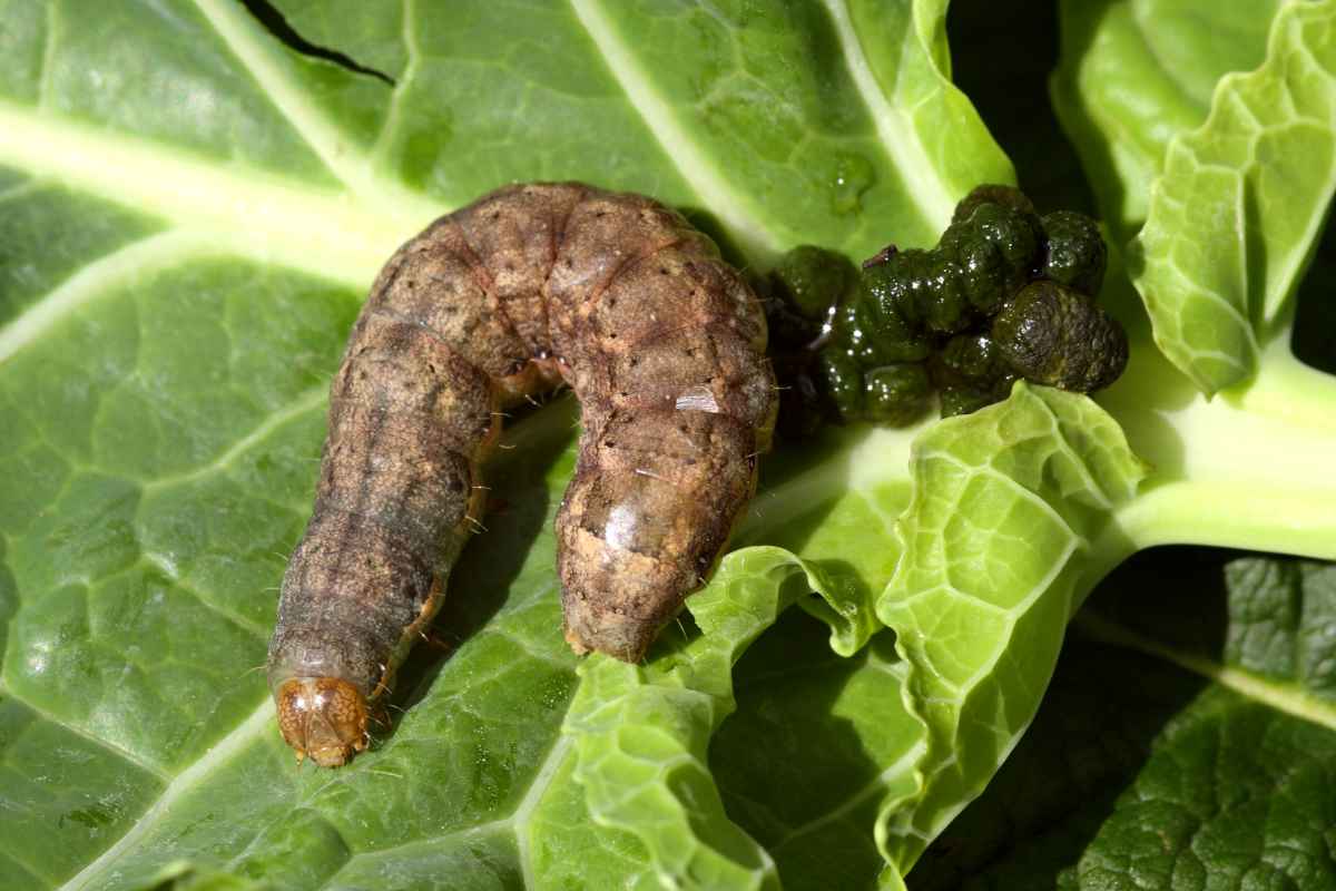 Large bollworm on a cabbage leaf with excrements