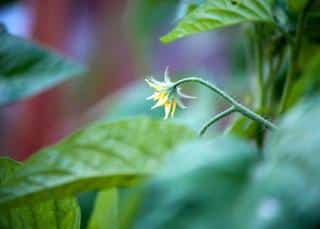 Single brandywine tomato variety flower