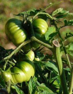 Large brandywine tomato plants bearing fruit