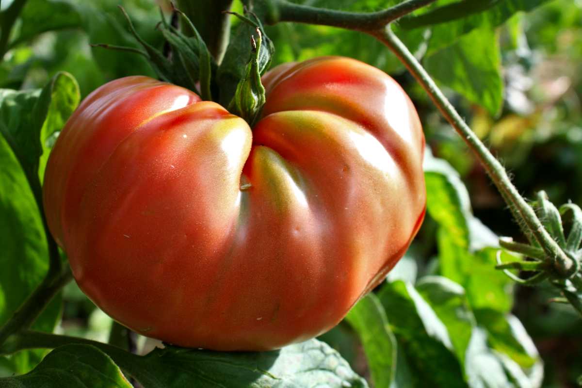 Brandywine tomato on the plant