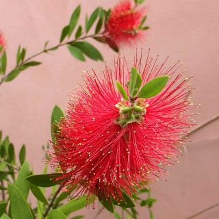 Bottlebrush will always score points for originality, and strong sunlight boosts the blooming