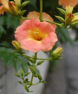 Campsis grandiflora flower will do great in full sun