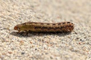 Single bollworm crawling along cement