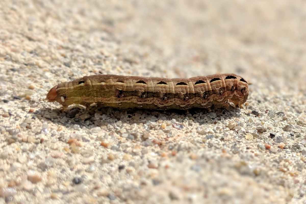 Single bollworm crawling along cement