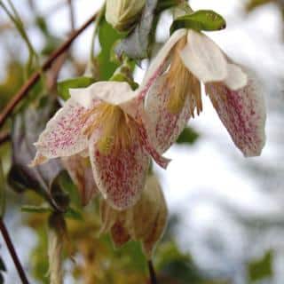 Evergreen traveller's vine, clematis cirrhosa freckles