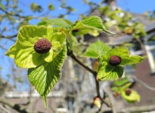 Different varieties of handkerchief tree differ in blooming and leaf fuzz