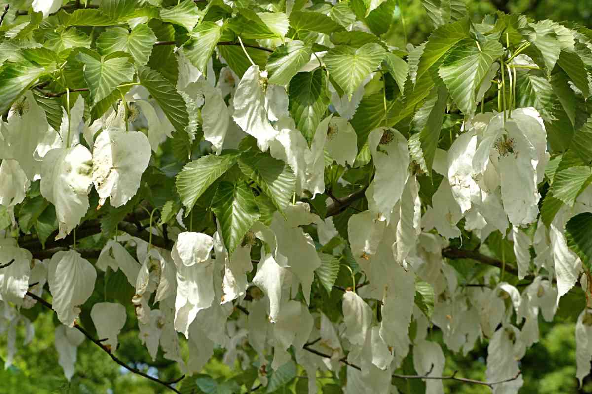 A swath of ghost-like handkerchief tree flowers