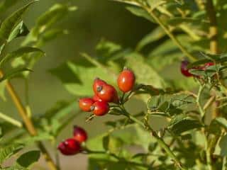 Dog rose fruits