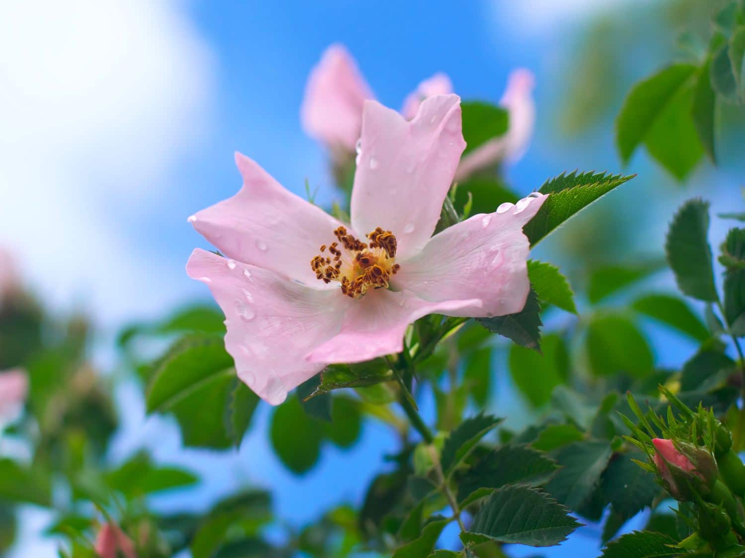 Dogrose, Rosa canina