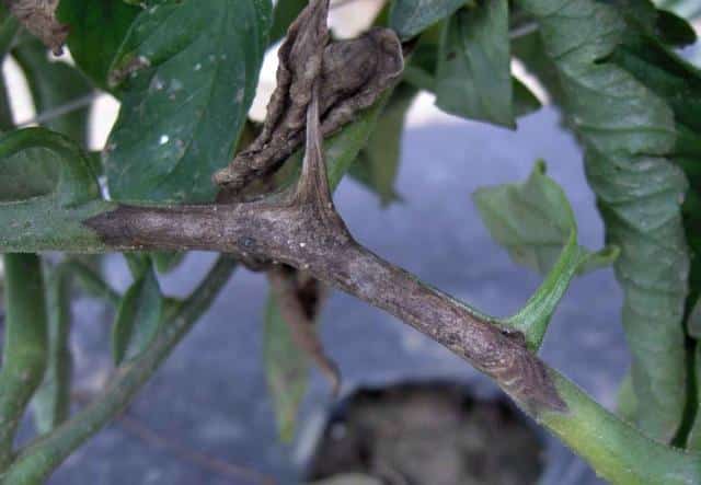 Symptoms of early blight on tomato include brown and black stems