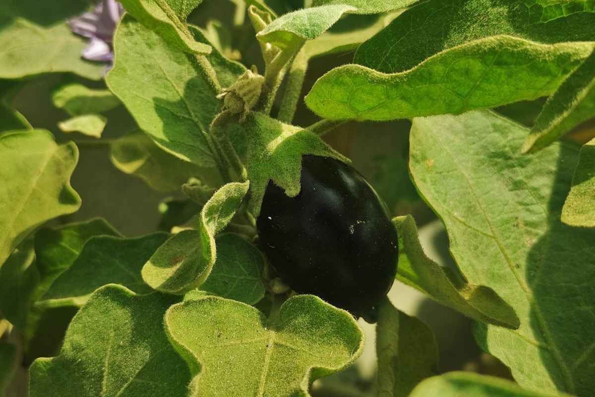 When and how to prune eggplant