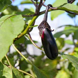 Sucker on an eggplant