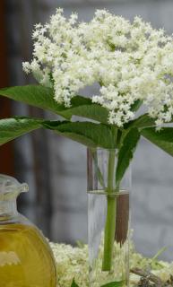 Elder branch with flowers in a test tube