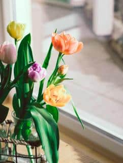Getting the exposure right is the key to helping tulips last