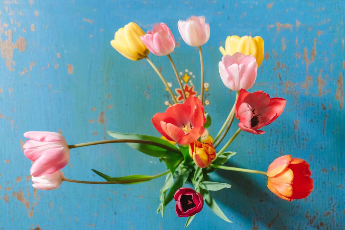 Tulip cut flower bouquet keeping for longer