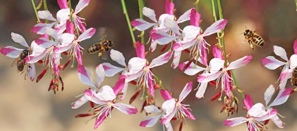 Gaura is a type of flower that won't need much care but blooms well