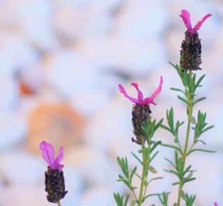 Fertile lavender species like butterfly lavender spread well