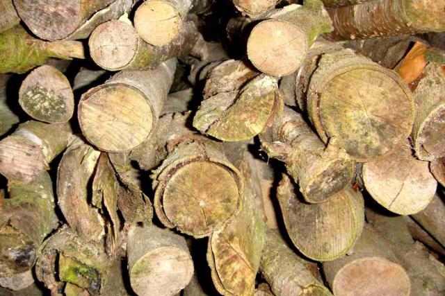 Fully aged logs ring louder than fresh ones