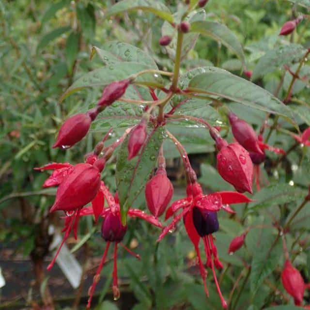 Fuschia Boothby variety