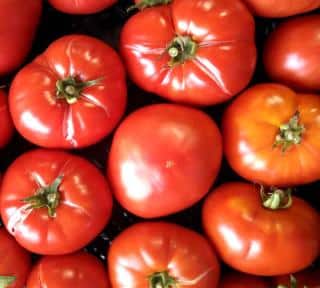 Harvest of brandywine tomatoes in a crate