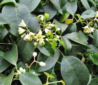 With its thick leaves, Holboellia keeps its leafage during the winter months