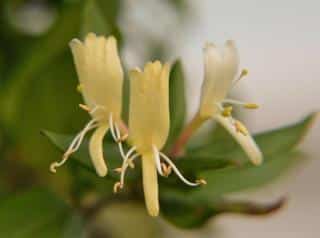 Fragrant and delicate, honeysuckle vines keep their leaves in the wintertime