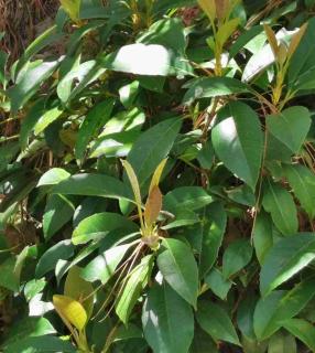 Hydrangea seemanni evergreen leafage