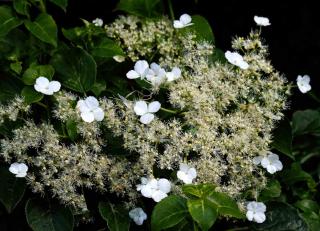 Spotting flowers for hydrangea