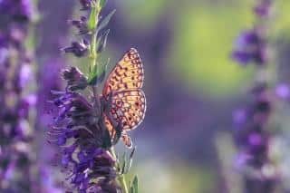 Hyssop planting