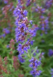 Flowers of hyssop with proper care