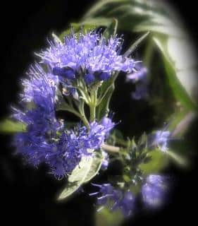 Hazy hyssop flower against a dark background