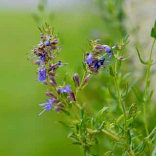 Planting of hyssop flowers is either through sowing or direct planting