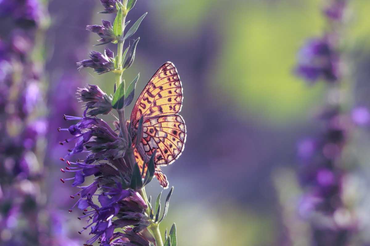 Hyssop flower with butterfly