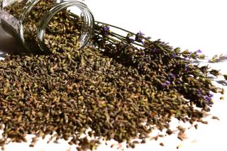 Infusing lavender oil