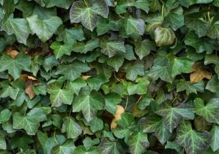 Hedera leaves, ivy in common language, provide dense shade but grow slowly