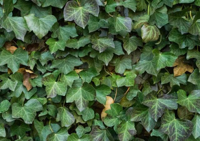 Evergreen climbers, these blooming vines keep their leaves in winter