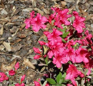 Azalea and other heath plants love bark and leaf mulch