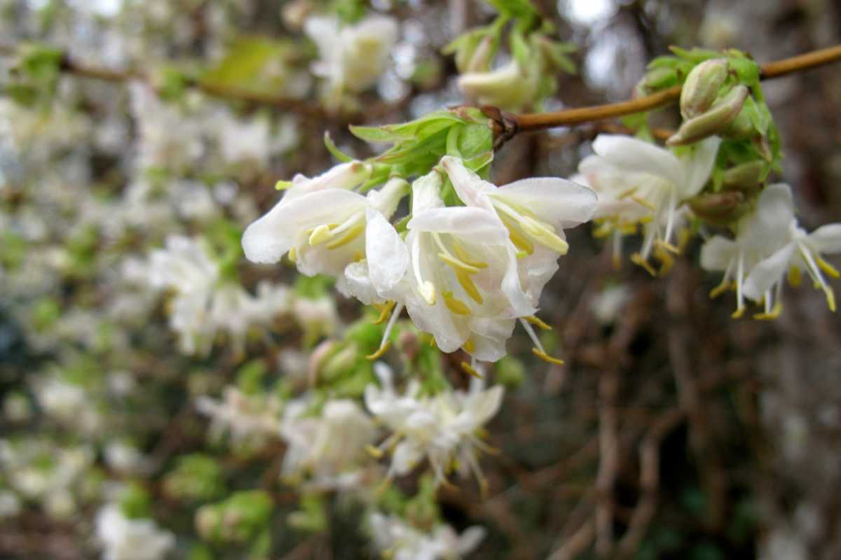 Honeysuckle 'Winter Beauty' - Lonicera purpusii