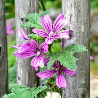 Mallow, a flower that's simple but beautiful
