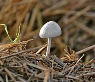 Mushroom rising from a heap of hay and manure