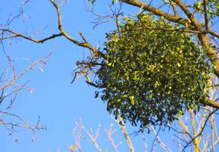 Ball of mistletoe on one of its host tree species