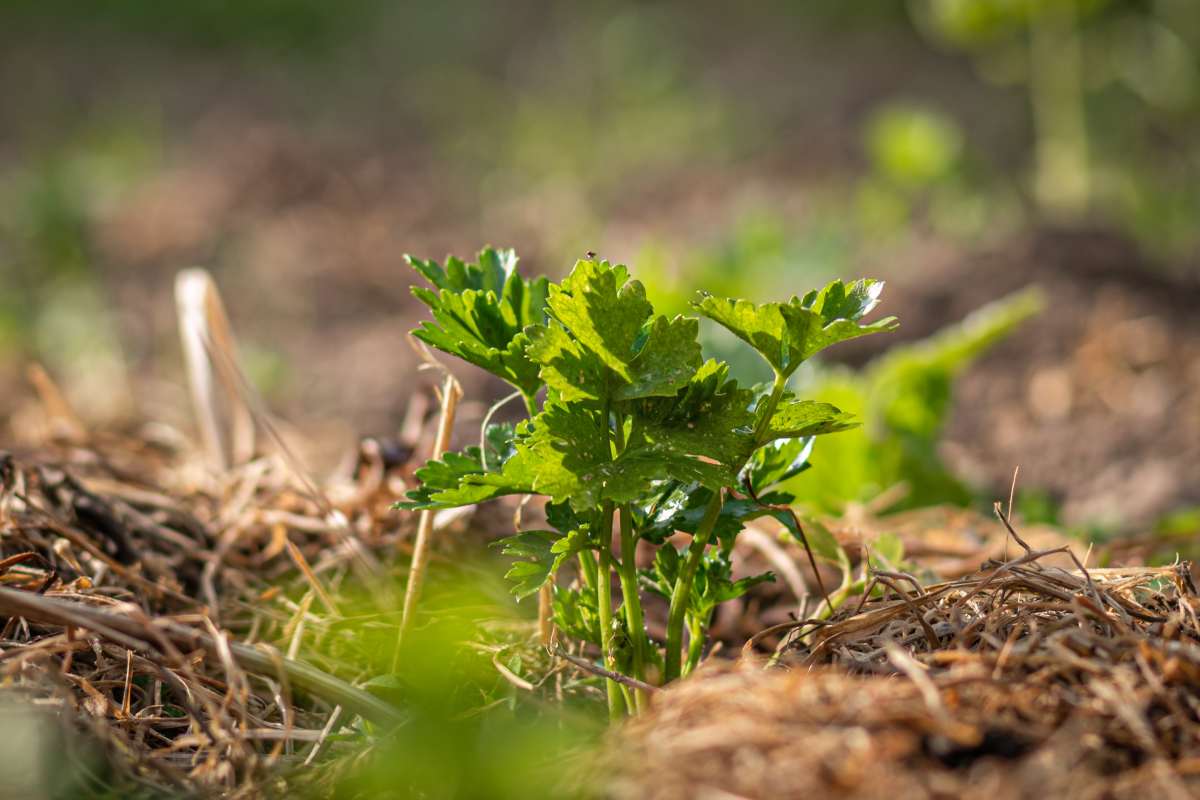 Celery sprouting from beneath a layer of thick mulch